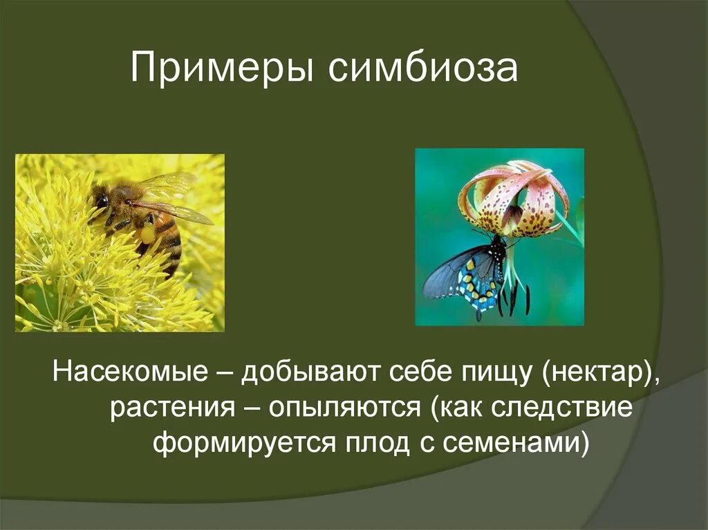 Симбиоз примеры. Примеры симбиоза в биологии. Симбиоз в природе.
