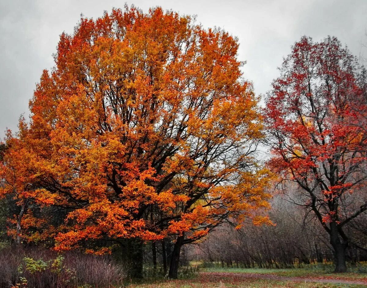 Картинки деревьев осенью. Дубовидный клен. Осеннее дерево. Деревья осенью. Сень деревьев.