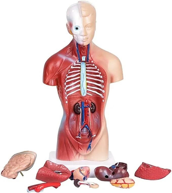 Organ купить. Анатомическая модель человеческого тела торс. Муляжи внутренних органов. Анатомический манекен с органами.