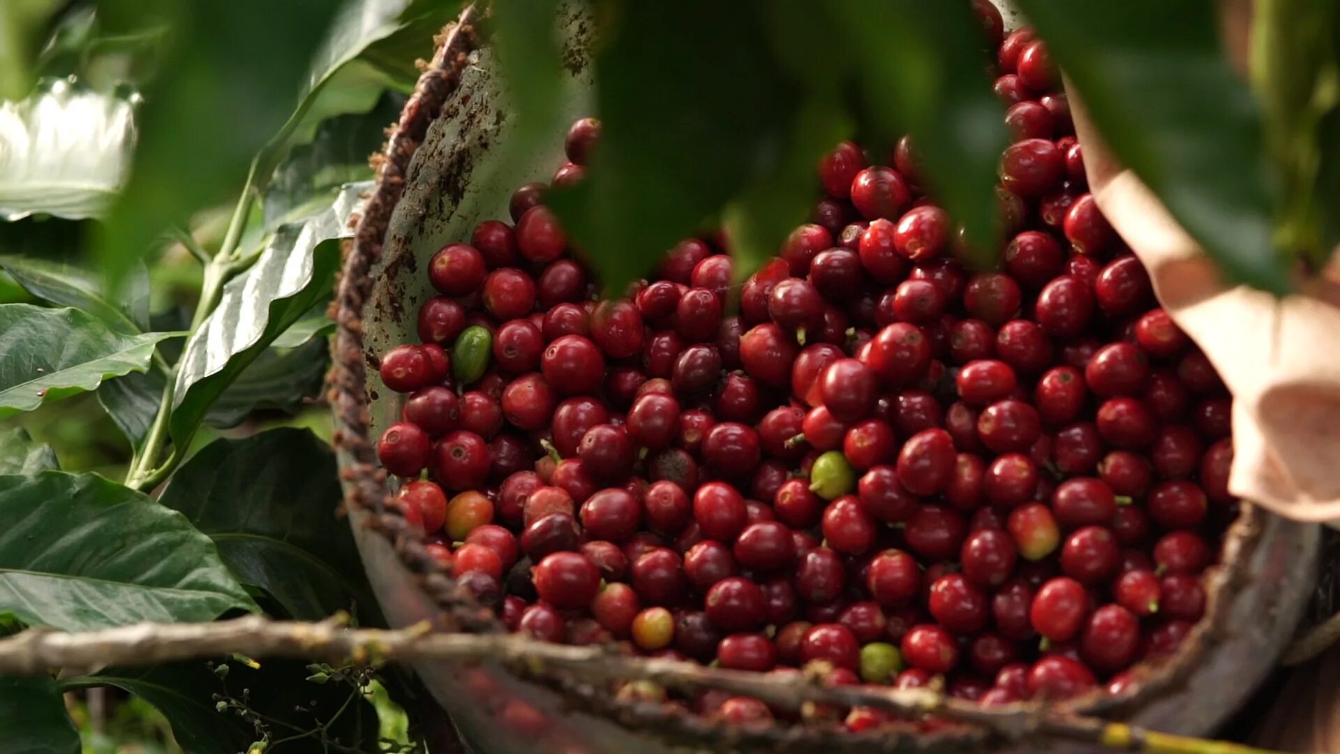 Кофе это фрукт. Гондурас плантации кофе. Гондурас кофейные плантации. Гондурас кофейные плантации Арабика. Плантации кофе в Бразилии.