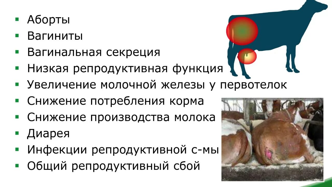 Угрозы для животных. Микотоксины в кормах для животных крс. микотоксины в кормах для животных. микотоксины для коров. влияние микотоксинов на животных.