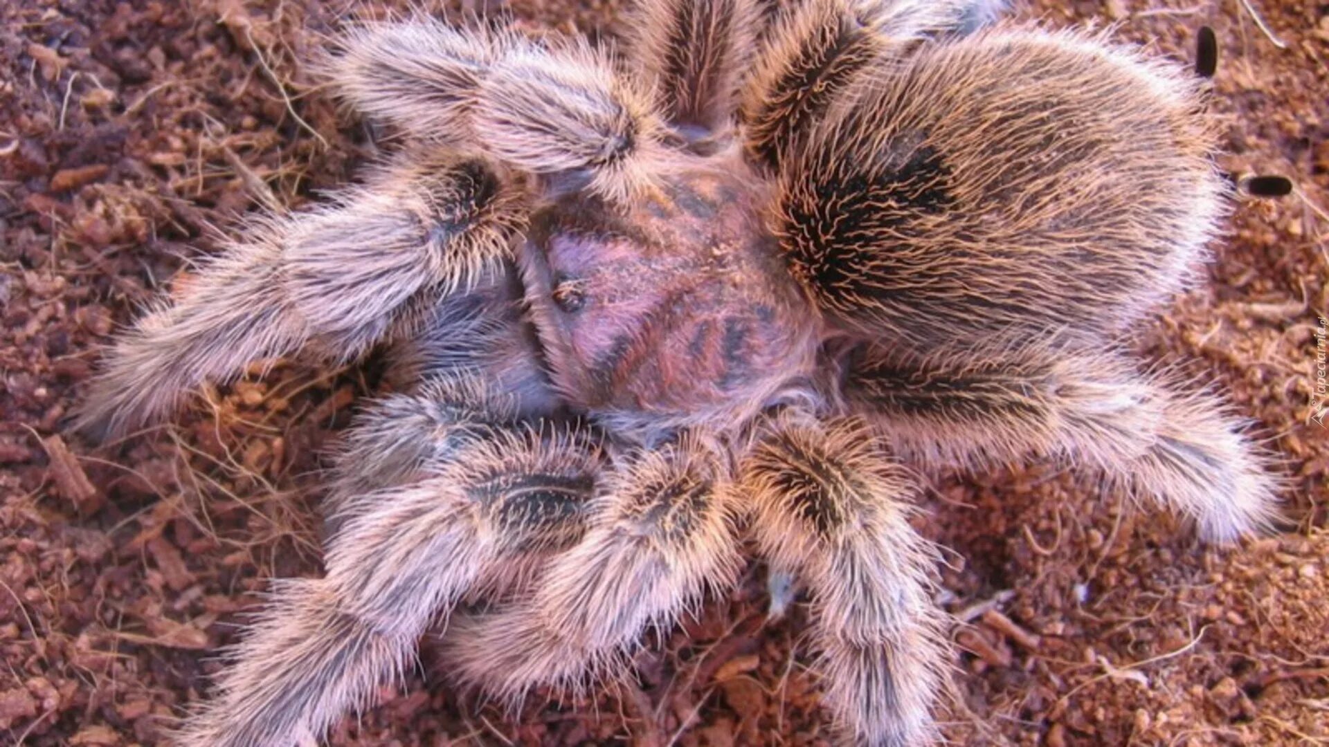 Сон паук мохнатый. Сон паук мохнатый. Брахипельма класси. Сонник мохнатые пауки. Южнорусский тарантул.