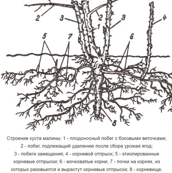 Корневище малины. Корневище малины обыкновенной. Латеральный побег малины. Корни ремонтантной малины