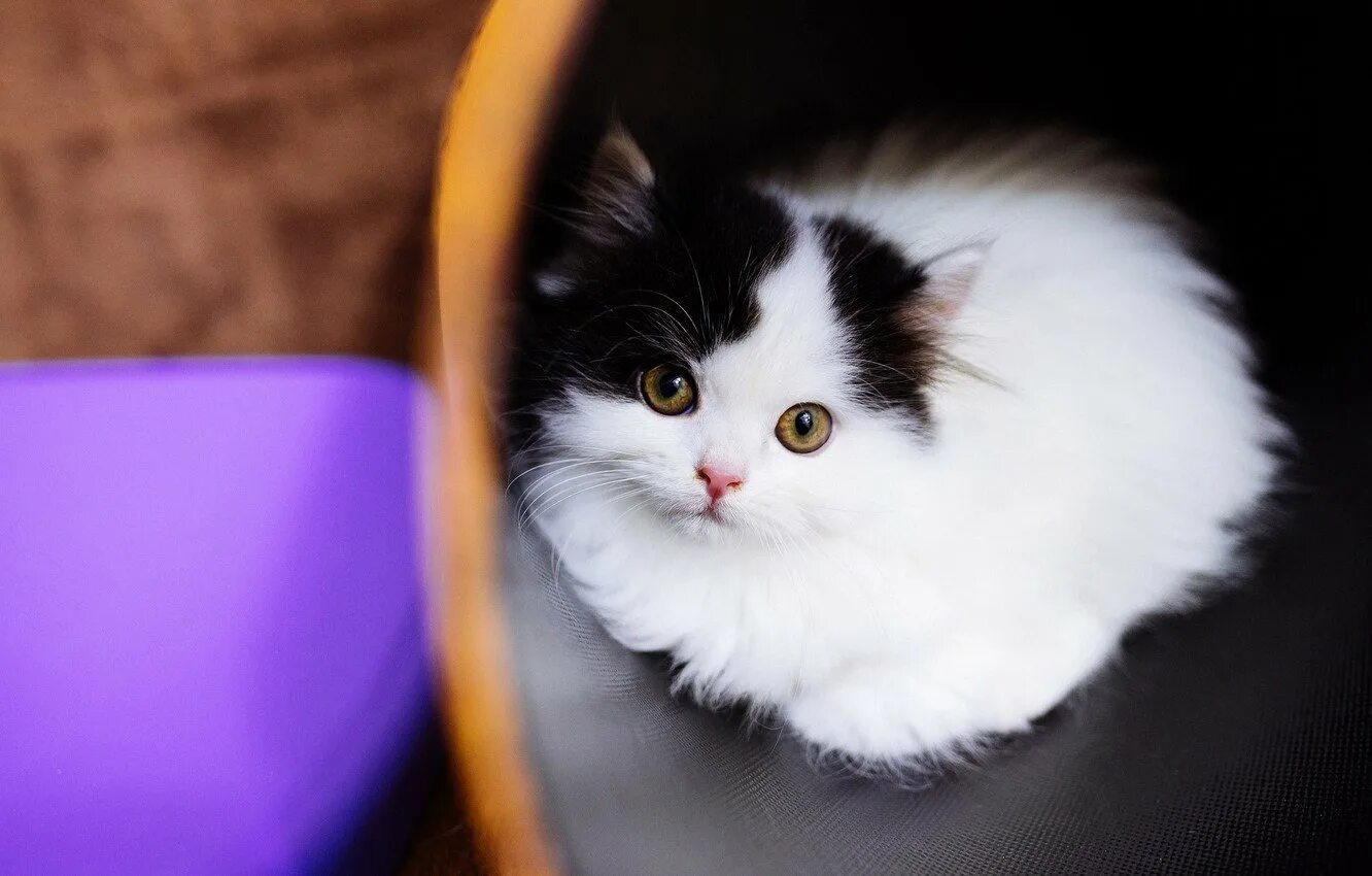 Маленький черный белый котенок. Пушистый кот. Пушистая кошка. Маленькие котята пушистые. Котята черно белые пушистые.
