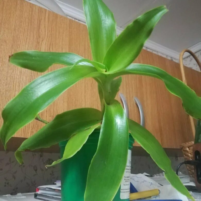 каллизия душистая. золотой ус можно. каллизия золотой ус цветок. золотой ус цветок. каллизия золотой ус.