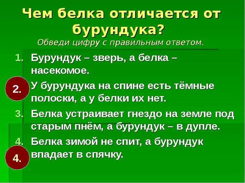 Чем отличаются белки. Чем отличается белка от бурундука. Отличие бурундука от белки. Чем отличается белка от бурундука 2 класс. Чем отличаются бурундуки от белок.