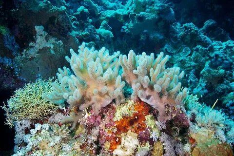 The coral