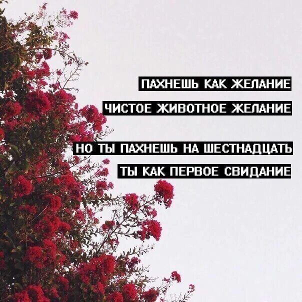 Для тех кого люблю картинки. Легендарные фразы цоя. Лишь тот кто любит. Цитаты цоя в картинках. Лишь тот кто ждёт оценит встречу в разлуке нет ничьей вины.