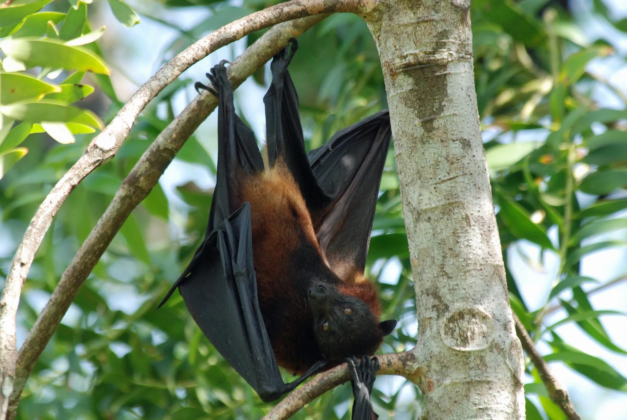 Гуамская летучая лисица. Pteropus molossinus. Гуамская летучая лисица (лат. Pteropus tokudae). Бонин летучая лиса. Spice fox