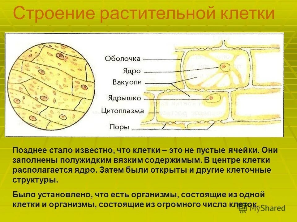 Строение клетки. Строение ядра растительной клетки. Ядрышко растительной клетки. Строение ядра клетки растения. Растительная клетка наличие ядра