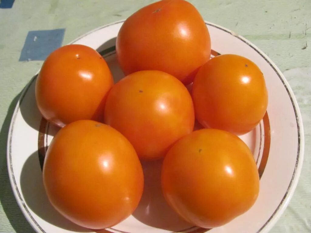 Семена томат «Золотая тёща» f1. Томат золотой налив. Сорт томатов золотые яйца отзывы