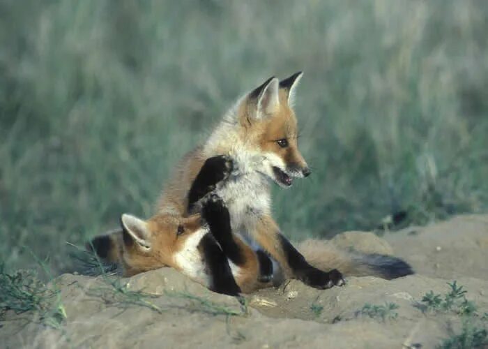 Kit fox. Лисица моногамна. Крем be Fox c лисенком. Фото домика Фоксов Лис. Ŕed Fox се4с.