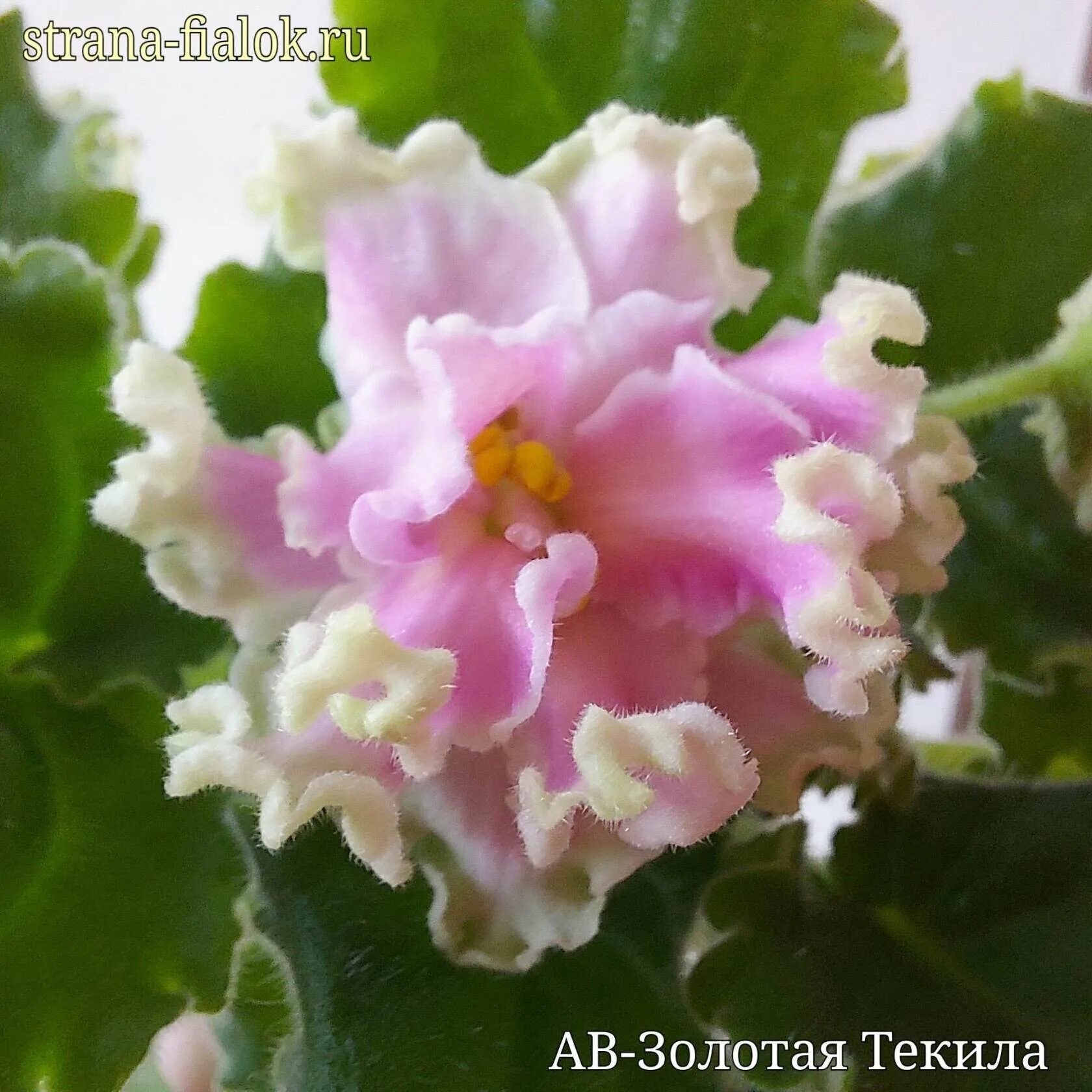 Фиалка ав золотая текила. Фиалка золотая текила. Фиалка ав золотая текила 2020. Сенполия золотая звезда. Ав золотая панда фиалка.