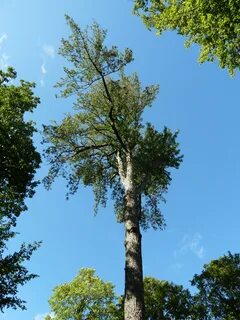 Cormier arbre