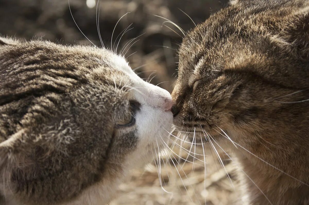 Кошки любовь. Влюбленные кошки. Влюбленный котик. Поцелуй кота. Картинки с любящими котиками