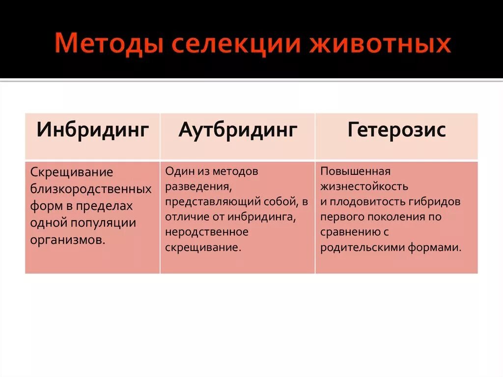 Методы селекции животных инбридинг. Методы селекции близкородственное скрещивание. Метод селекции животных близкородственное скрещивание. Инбридинг и аутбридинг в селекции. Чем отличается селекция растений от селекции животных