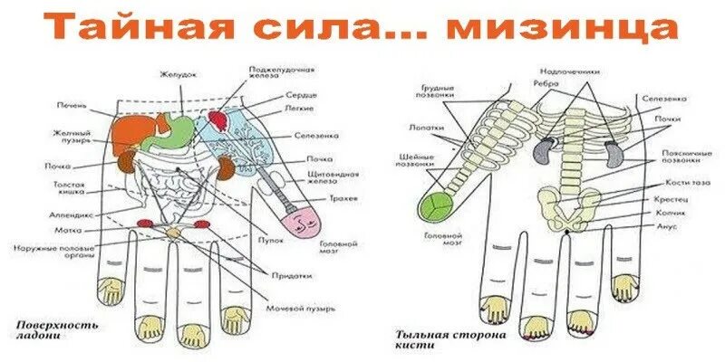 Почему болит мизинец на руке. Тайная сила мизинца. Болит тыльная сторона ладони. Болит тыльная сторона ладони левой руки. Болит тыльная сторона ладони правой.