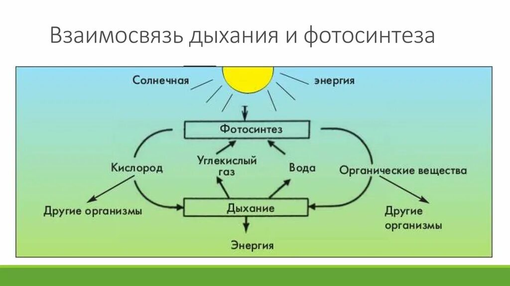 Фотосинтез и схема взаимосвязи фотосинтеза и дыхания. Биология схема взаимосвязь дыхания и фотосинтеза у растений. Взаимосвязь процессов дыхания и фотосинтеза. Схема дыхания растений 6 класс биология. Дыхание как и фотосинтез ответы