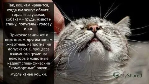 Нравится когда чешут
