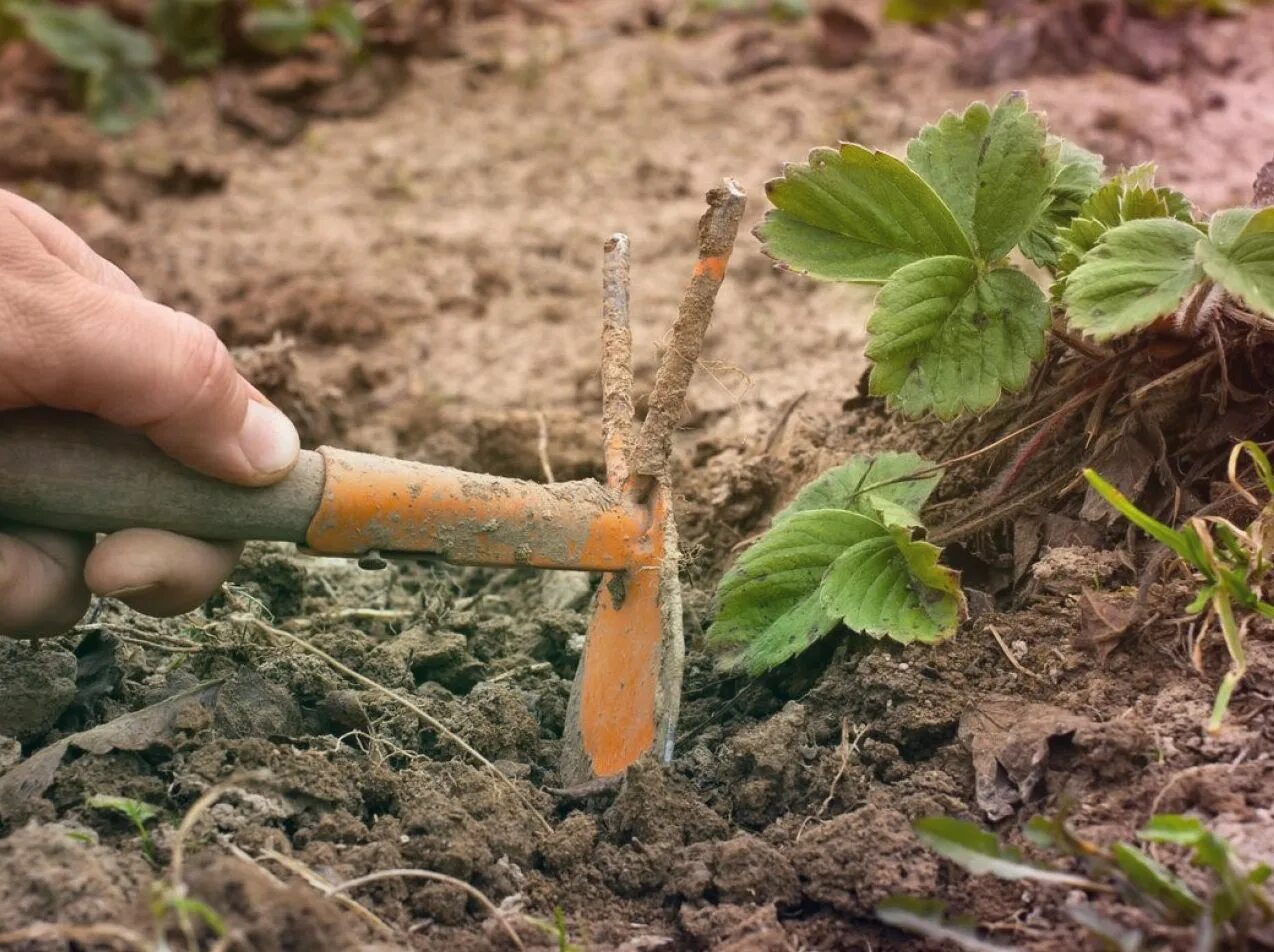 Обрезанный куст клубники. Уборка на даче весной. Уборка огорода. Красная смородина урожай. Клубника после плодоношения.