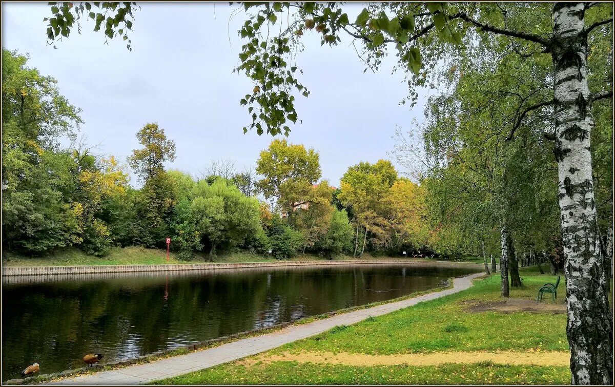 Пруд зелёнка москва. Пруд зеленка нахимовский проспект. Пруд зеленка. Пруд зеленка. Пруд зеленка.