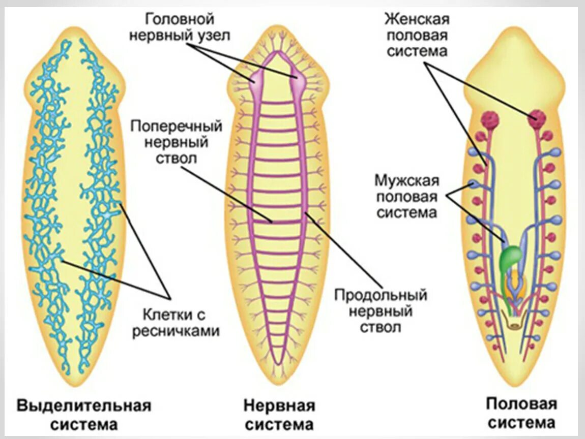 Схема нервной системы плоских червей. Молочная планария выделительная система. Схема строения ресничных червей. Внешнее строение плоских червей схема.