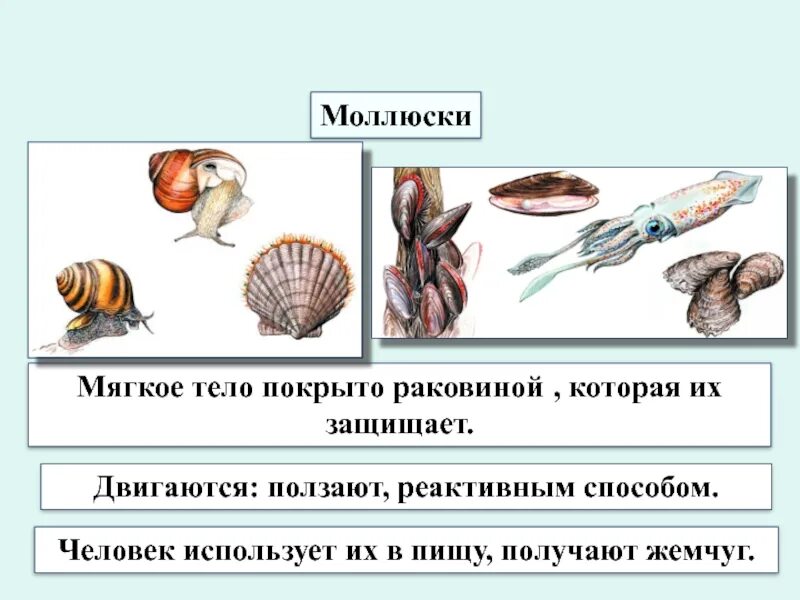 Тело моллюска. Тело моллюсков покрыто. Тело покрыто раковиной. Тело ракообразных покрыто. Тело моллюска имеет мантию