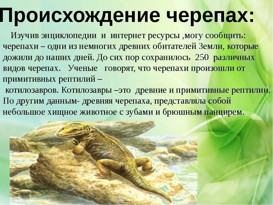 Распространение черепах. Предки черепах. предок черепахи. черепахи происхождение. древние предки черепах.