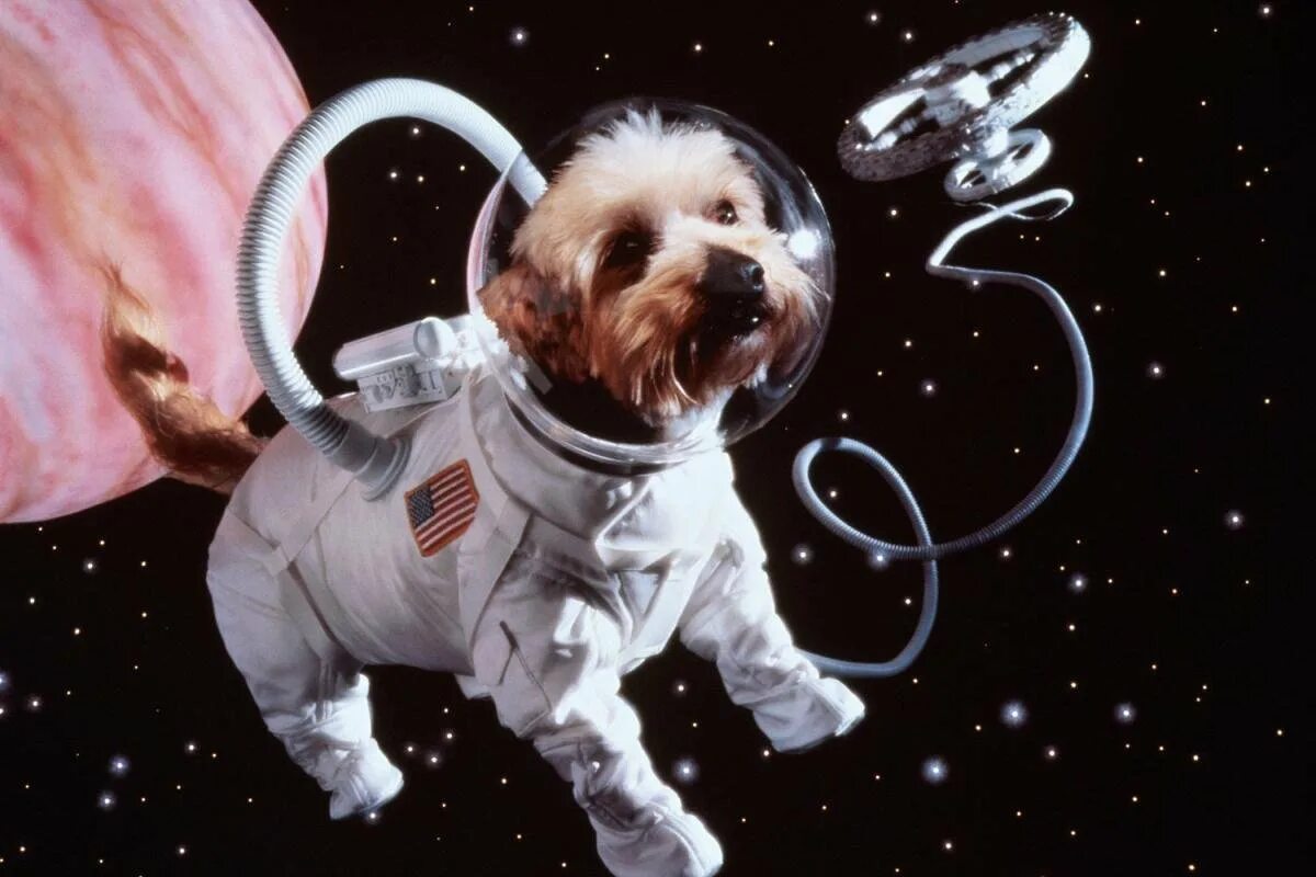 Какое животное никогда не летало в космос. Животные в космосе. Животные космонавты. Собаки в космосе. Космо собака.
