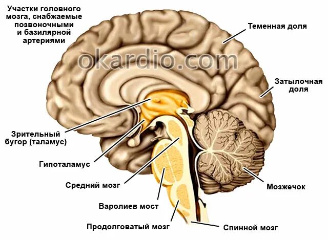 Вертебро базилярная инсульт. Базилярный бассейн головного мозга. Инсульт продолговатого мозга. Вертебро церебральная недостаточность. Вертебробазилярный бассейн.