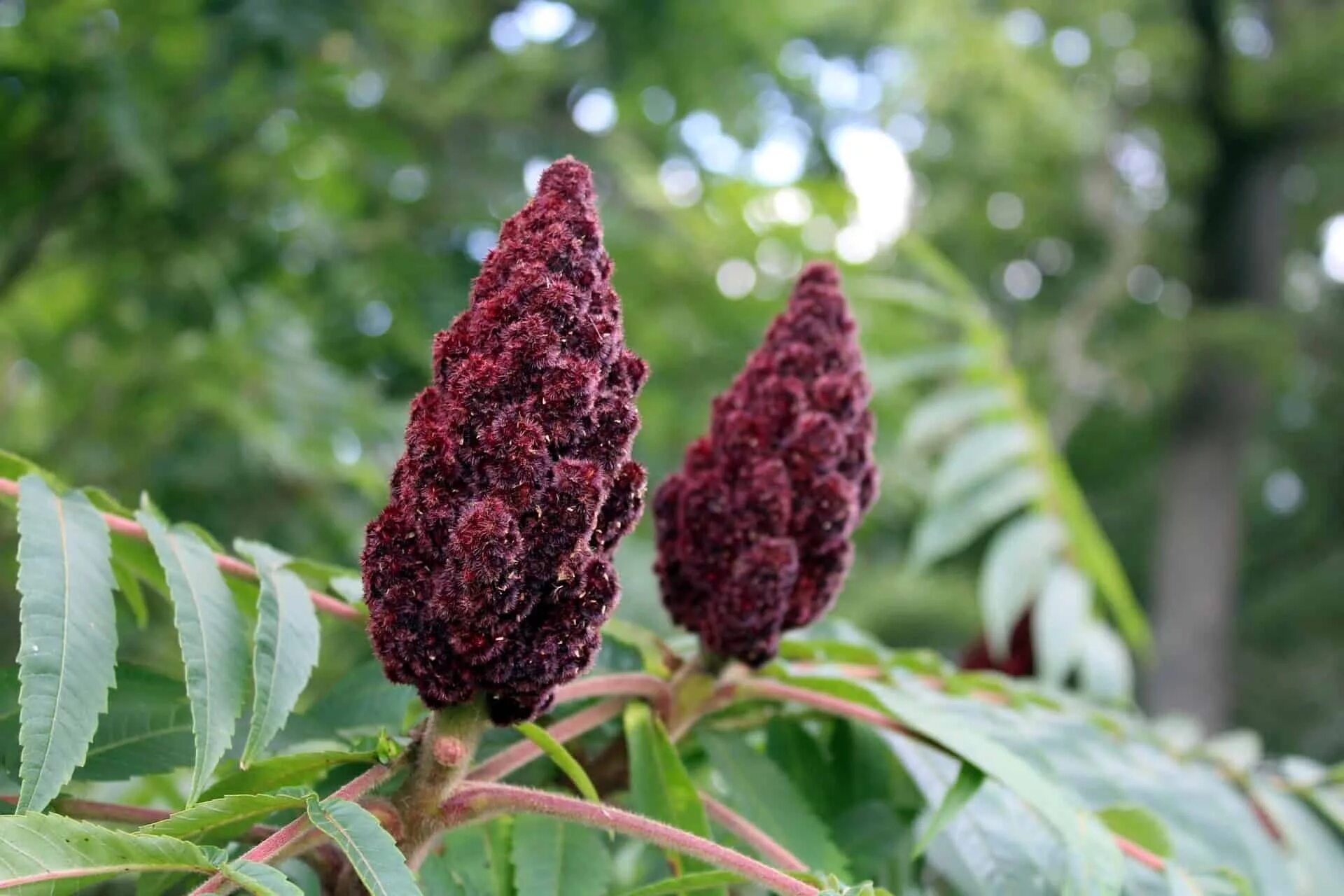 Сумах дубильный (Rhus coriaria. Сумах оленерогий. Сумах оленерогий Rhus typhina. Сумах, уксусное дерево , Rhus coriaria.