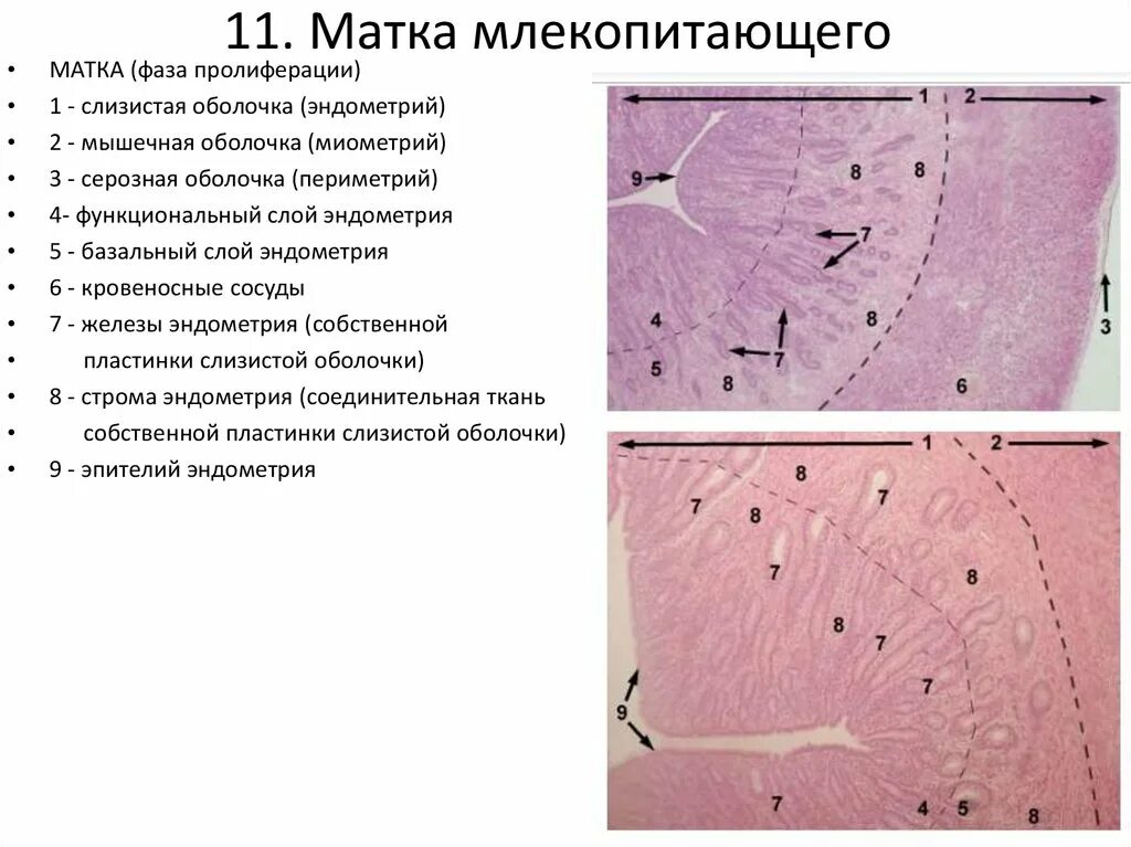 Железы эндометрия гистология. Матка человека гистология препарат. Слизистая оболочка матки гистология. Строение миометрия гистология. Эндометрий средней фазы пролиферации