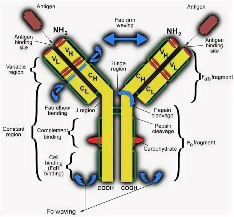 Fab фрагмент антитела. Fab фрагмент. lga иммуноглобулин. structure of immunoglobulins. иммуноглобулин а g m пк.