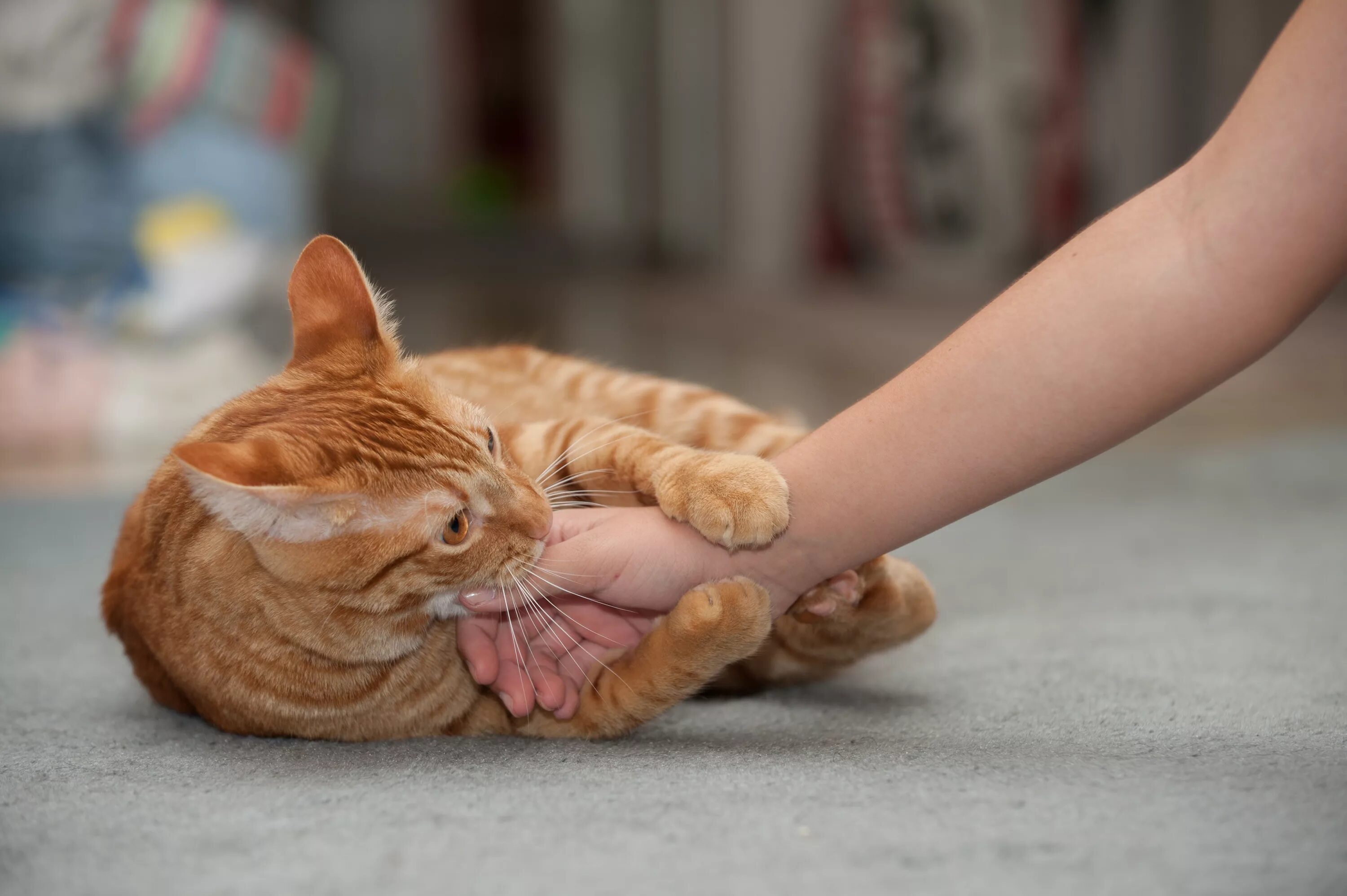 Месить кот. Кошка кусает. кошка на руках. daisy gato. кот, который месит лапками фото.