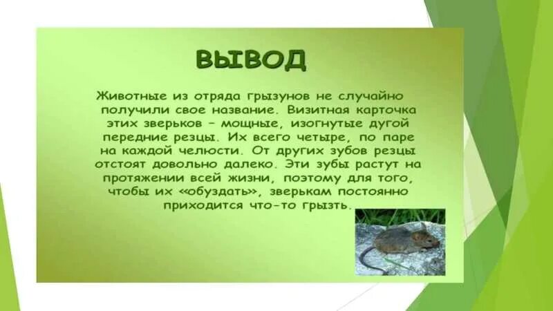 Грызуны доклад. Отряд грызуны презентация. грызуны биология 7 класс. отряд грызуны особенности строения.