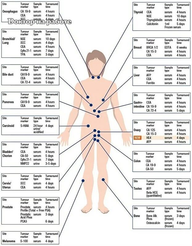 Маркер са 15. Таблица онкомаркеров. Таблица онкомаркеров для женщин. Схема онкомаркеров на теле. Направление на онкомаркеры.