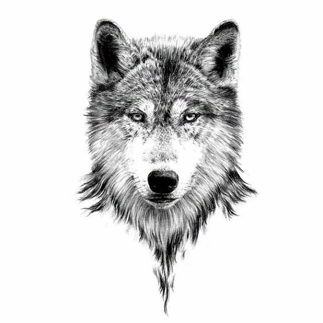 Тату волк графический. Оскал волка тату эскизы. Морда волка тату. Тату волк. Волк тату эскиз.
