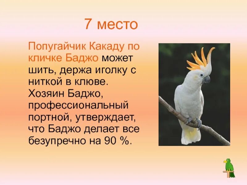 Как пишется какаду. Какаду. Попугай Какаду с имени. Попугай Какаду описание. Факты о Какаду.