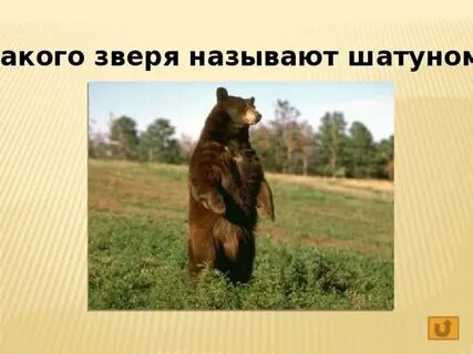 Как называют зверя которого