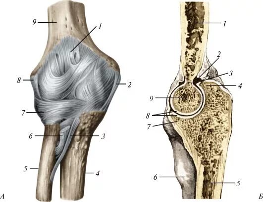 Связки локтя. Плечелоктевой сустав анатомия. Связки локтевого сустава анатомия. Анатомия плеча и локтевого сустава. Капсула локтевого сустава анатомия.