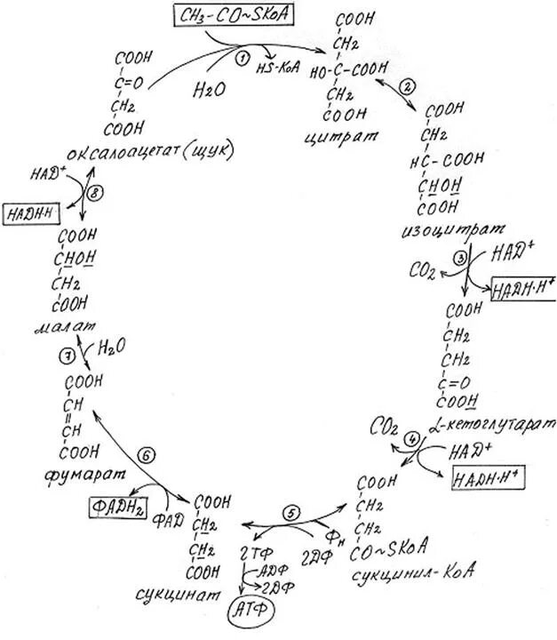 Фад зависимые ферменты цикла кребса. Цикл трикарбоновых кислот схема. Цикл трикарбоновых кислот схема. Цикл кребса пировиноградная кислота. Цикл трикарбоновых кислот (цтк).
