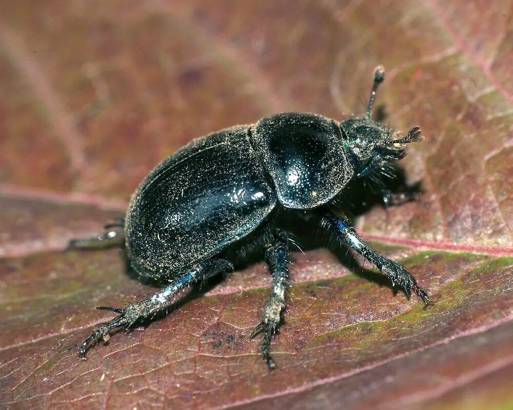 Черный Жук навозник. Навозник Лесной (geotrupes Stercorarius). Geotrupes Stercorarius (l.) навозник обыкновенный. Навозный Жук Пластинчатоусые. Навозник олень