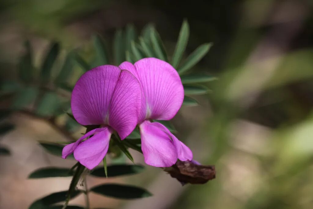 Swainsona Behriana. Swainsona Formosa. Свайнсона прекрасная (Swainsona Formosa). Цветок Свайнсона прекрасная.