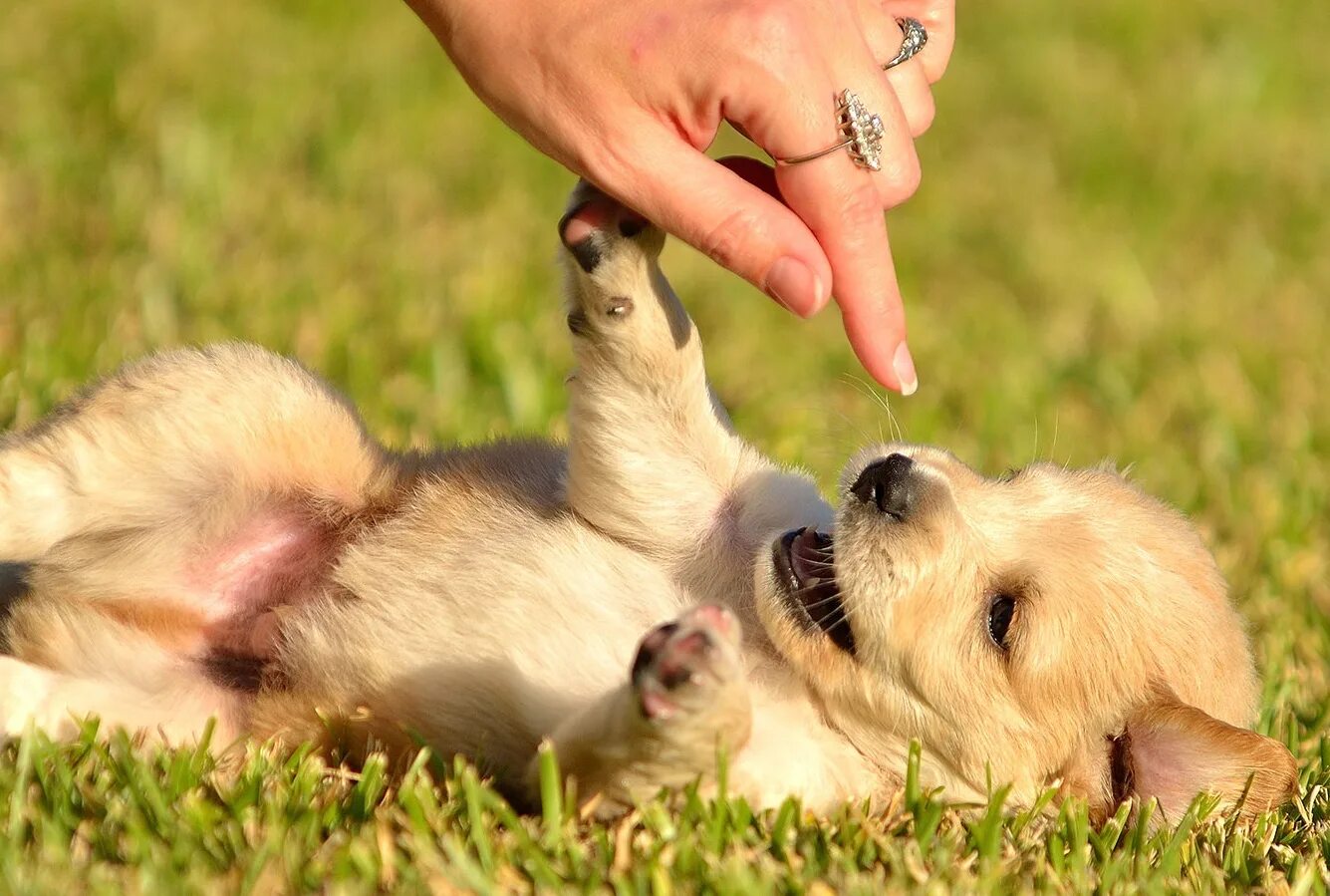 Джек-рассел-терьер щенок. Собака спит. Собака сонник к чему снится собака. Маленькая собачка на руках. Сон подобрать щенка.
