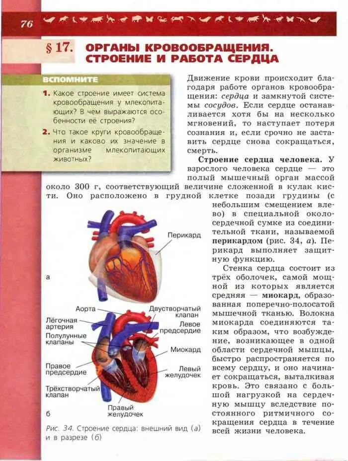 Учебник стр 8. Строение сердца биология 8 класс Пасечник. Строение сердца человека 8 класс биология. Строение сердца учебник 8 класса биология. Схема строения сердца человека 8 класс биология.