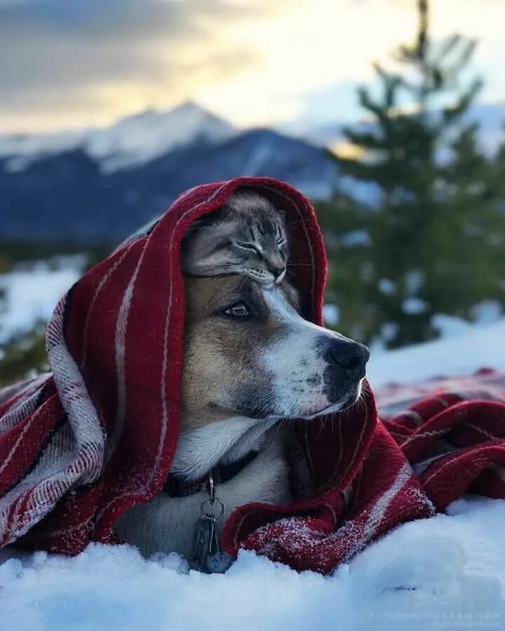 Cat in a dogs world. Собака зима. Собака зимой. Животные путешественники.