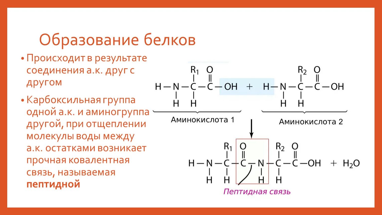 Образование белков