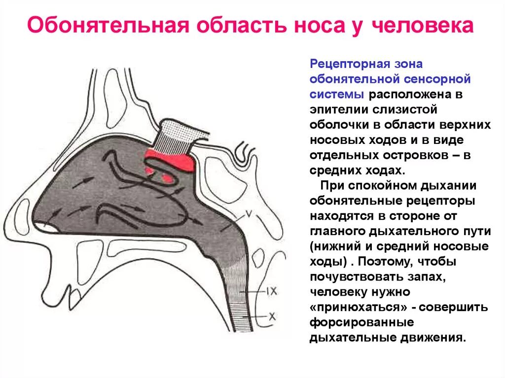 Отделы слизистой оболочки носа. Полость носа обонятельная и дыхательная области. Обонятельная часть слизистой оболочки носа. Обонятельная область полости носа расположена. Дыхательная область и обонятельная область носа анатомия.