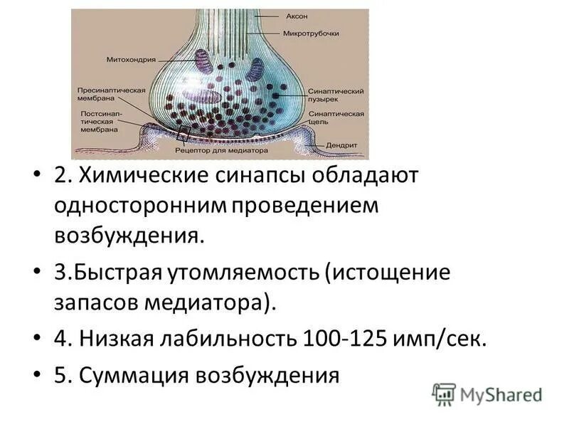 Передача информации в синапсе. Передача информации в химических синапсах. Механизм синаптической передачи возбуждения. Передача информации в синапсе. Мионевральный синапс механизм передачи.