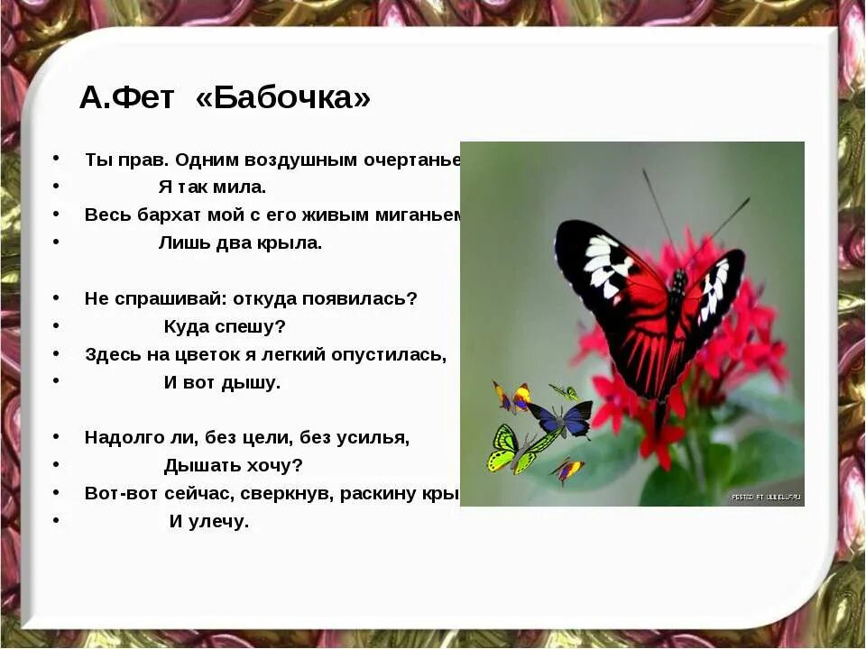 Бабочки картинки описание. Стих про бабочку. Лето текст бабочка. Стих про бабочку. Стих про бабочку.